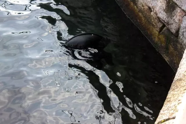 Kadıköy'de Denizde Erkek Cesedi Bulundu