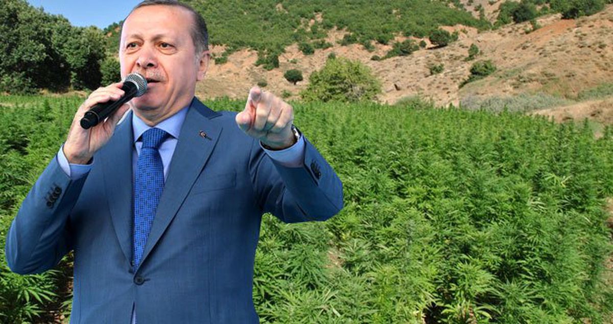 Kenevir Üretimi İçin Tarih Belirlendi: Son Gün 1 Nisan