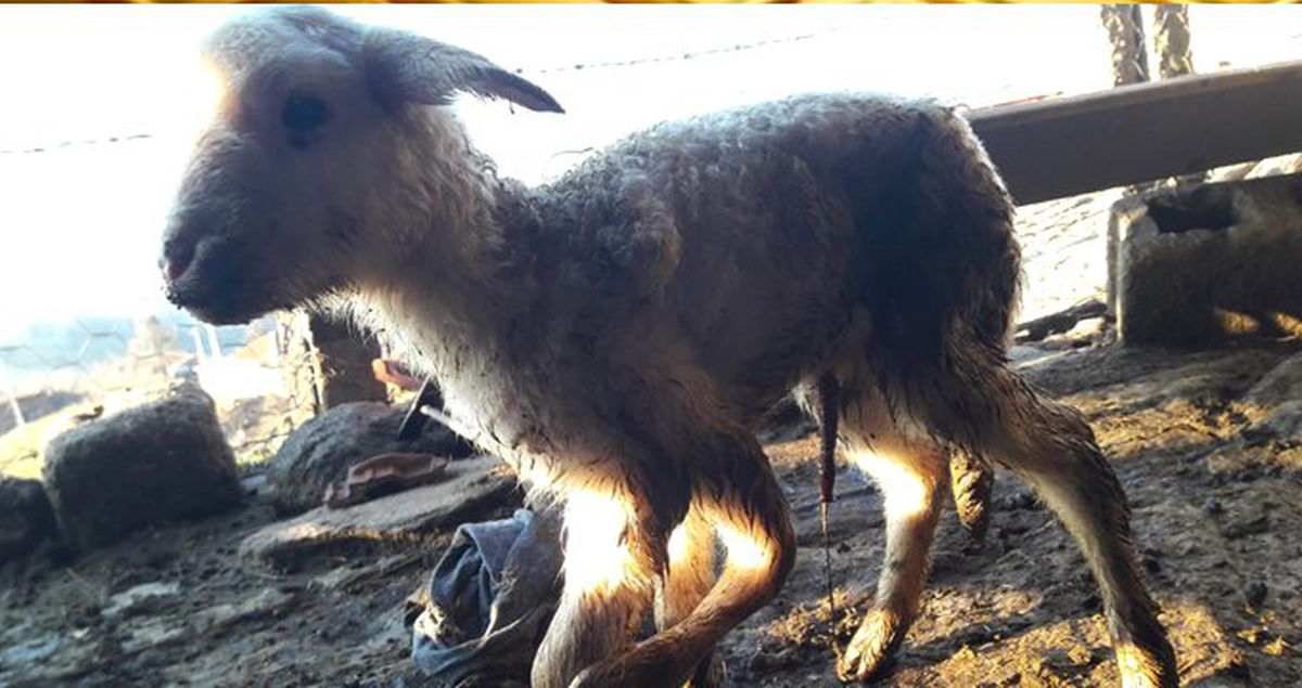 Denizli'de Beş Ayaklı ve Altı Tırnaklı Olarak Dünyaya Gelen Kuzu, Görenleri Şaşırttı