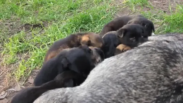 annesiz kalan kopekler icin sut seferi yapiyor haberler