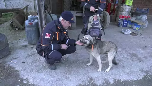 Sakarya 41 Gündür Bulunamıyordu, Köpeğine Gprs Taktılar Sakarya 41 Gündür Bulunamıyordu, Köpeğine Gprs Taktılar