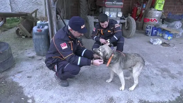 Sakarya 41 Gündür Bulunamıyordu, Köpeğine Gprs Taktılar Sakarya 41 Gündür Bulunamıyordu, Köpeğine Gprs Taktılar