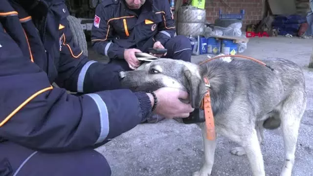 Sakarya 41 Gündür Bulunamıyordu, Köpeğine Gprs Taktılar Sakarya 41 Gündür Bulunamıyordu, Köpeğine Gprs Taktılar