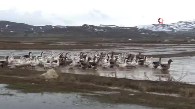 Yetiştirdiği Fransız Kazlarını Ne Teklif Edilirse Edilsin Satmıyor