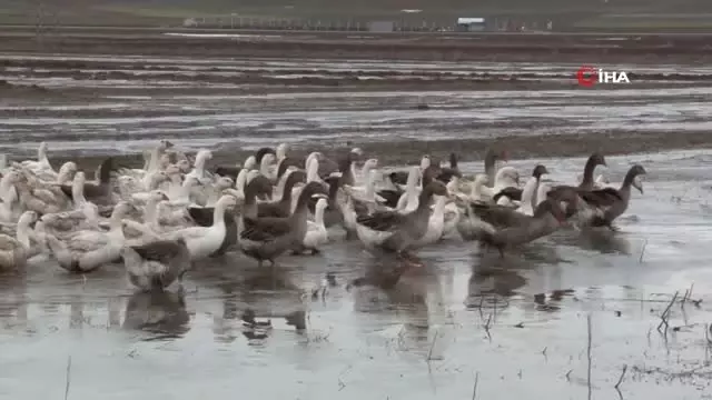 Yetiştirdiği Fransız Kazlarını Ne Teklif Edilirse Edilsin Satmıyor