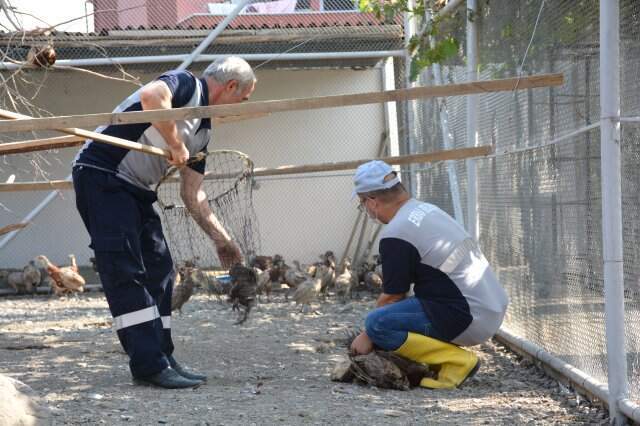 Kene ile Mücadele İçin 5 Bin Kanatlı Doğaya Salındı