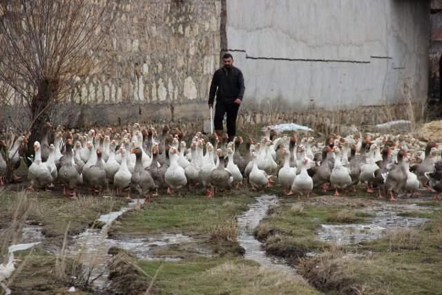 Yetiştirdiği Fransız Kazlarını Bin Liraya Bile Satmıyor