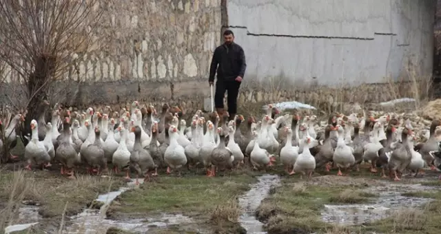 Yetiştirdiği Fransız Kazlarını Ne Teklif Edilirse Edilsin Satmıyor Yetiştirdiği Fransız Kazlarını Ne Teklif Edilirse Edilsin Satmıyor