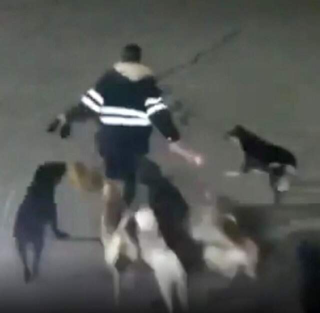Sokak Köpekleri, Talihsiz Kadını Parçalara Ayırarak Öldürdü