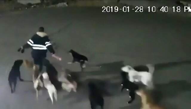 Sokak Köpekleri, Talihsiz Kadını Parçalara Ayırarak Öldürdü