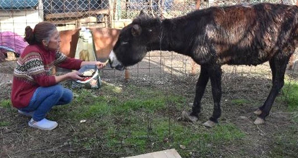 Kuyruğu Satırla Kesilen Eşekle İlgili İğrenç İddia