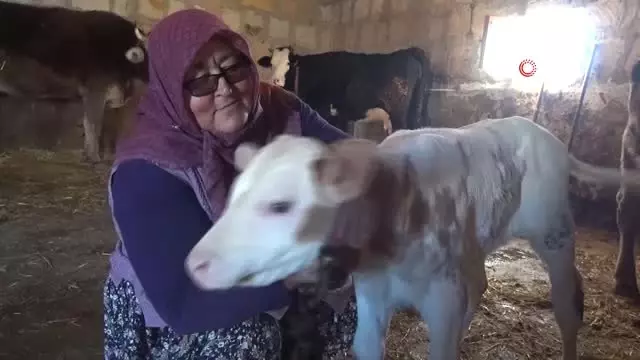 Muhtar Adayı Mavuş Teyze, Köyün Problemlerini Çözecek