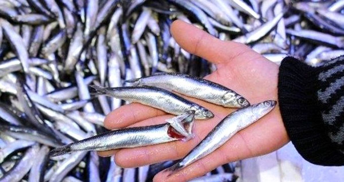 Karadeniz Hamsisi Gürcistan'a Kaçtı
