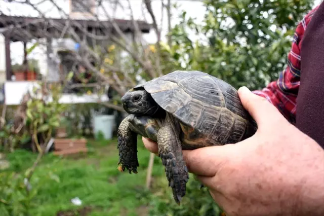 Çöpte Buldukları Kaplumbağa Ailenin Parçası Oldu Çöpte Buldukları Kaplumbağa Ailenin Parçası Oldu