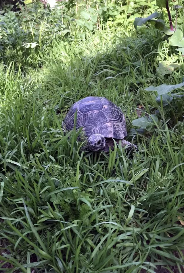 Çöpte Buldukları Kaplumbağa Ailenin Parçası Oldu Çöpte Buldukları Kaplumbağa Ailenin Parçası Oldu