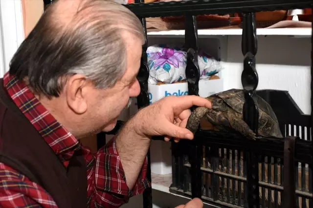 Çöpte Buldukları Kaplumbağa Ailenin Parçası Oldu Çöpte Buldukları Kaplumbağa Ailenin Parçası Oldu