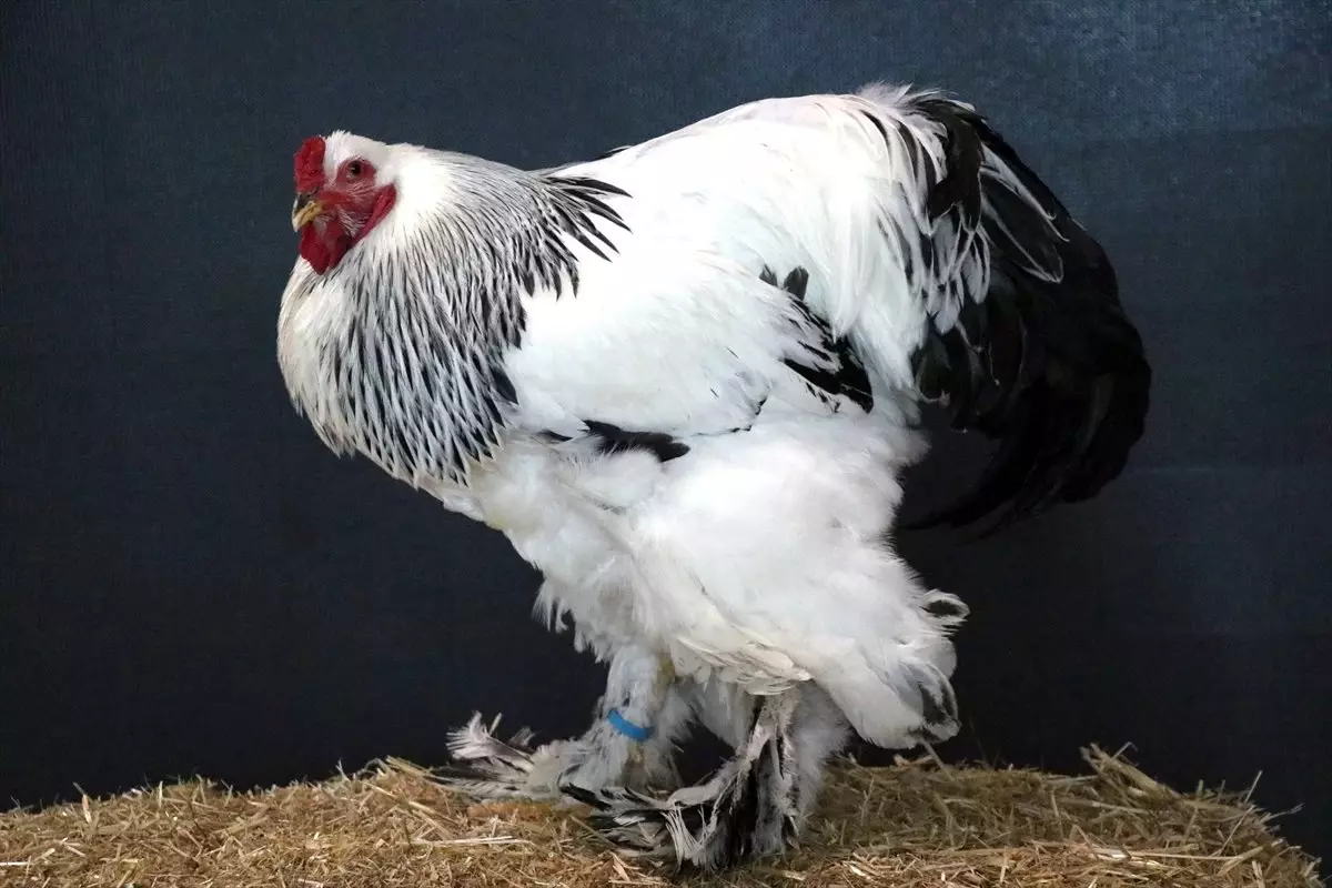 Milli Tavuk Irklarımızı Bahçelerden Salonlara Taşıdık'