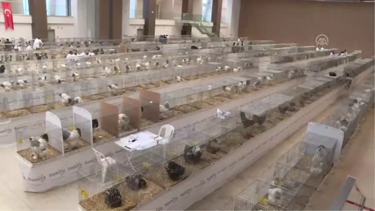 Milli Tavuk Irklarımızı Bahçelerden Salonlara Taşıdık'