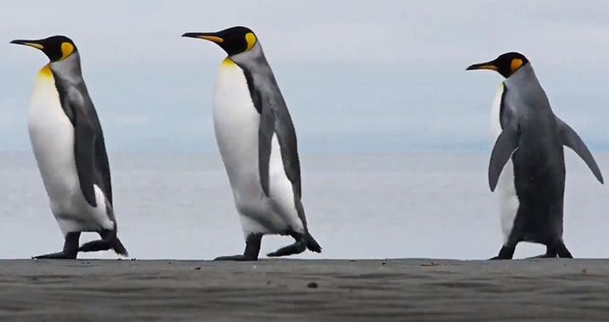 Saadet Partisi'nin Penguenli Reklam Filmi Ses Getirdi!