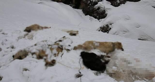 Konya'da Dehşete Düşüren Olay! 7 Köpek Ayakları Bağlı Halde Ölü Bulundu