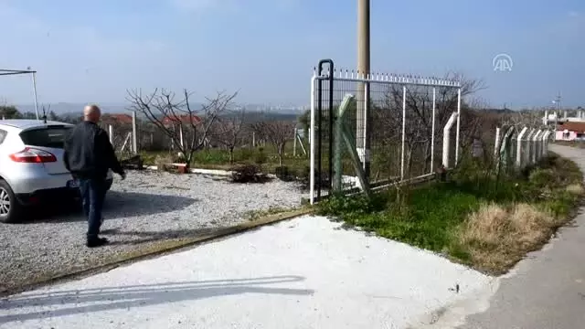 Ölen 'Sosyal Medya Fenomeni' Kediye Mezar Yaptırdı