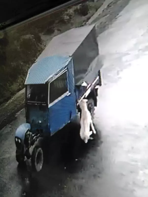 Tarım Aracına Bağlanarak Sürüklenen Köpek Öldü
