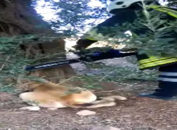 Başı Ağacın Gövdesinde Sıkışan Köpek Kurtarıldı