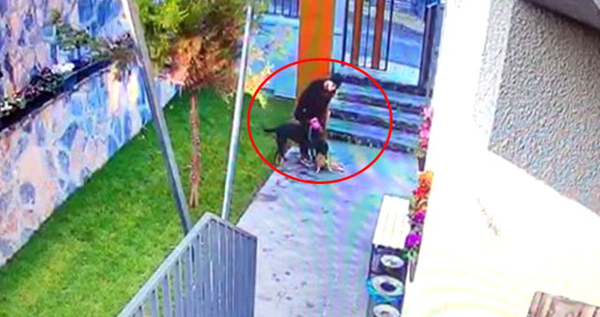 Köpek Kediyi Parçaladı, Vicdansız Kadın Sadece İzledi