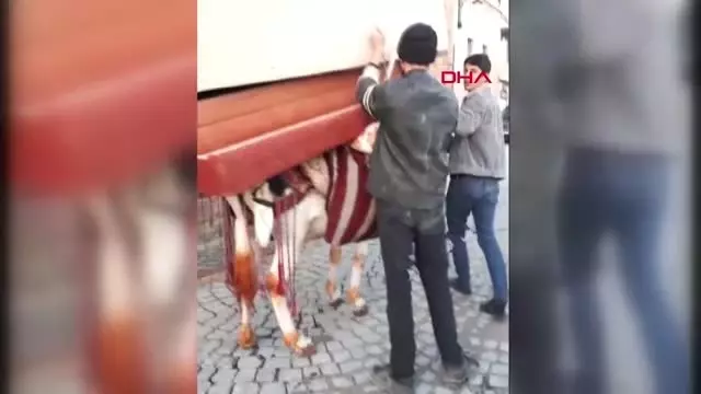 Mardinli Marilyn'den Eşekle Kanepe Taşınmasına Tepki Mardinli Marilyn'den Eşekle Kanepe Taşınmasına Tepki