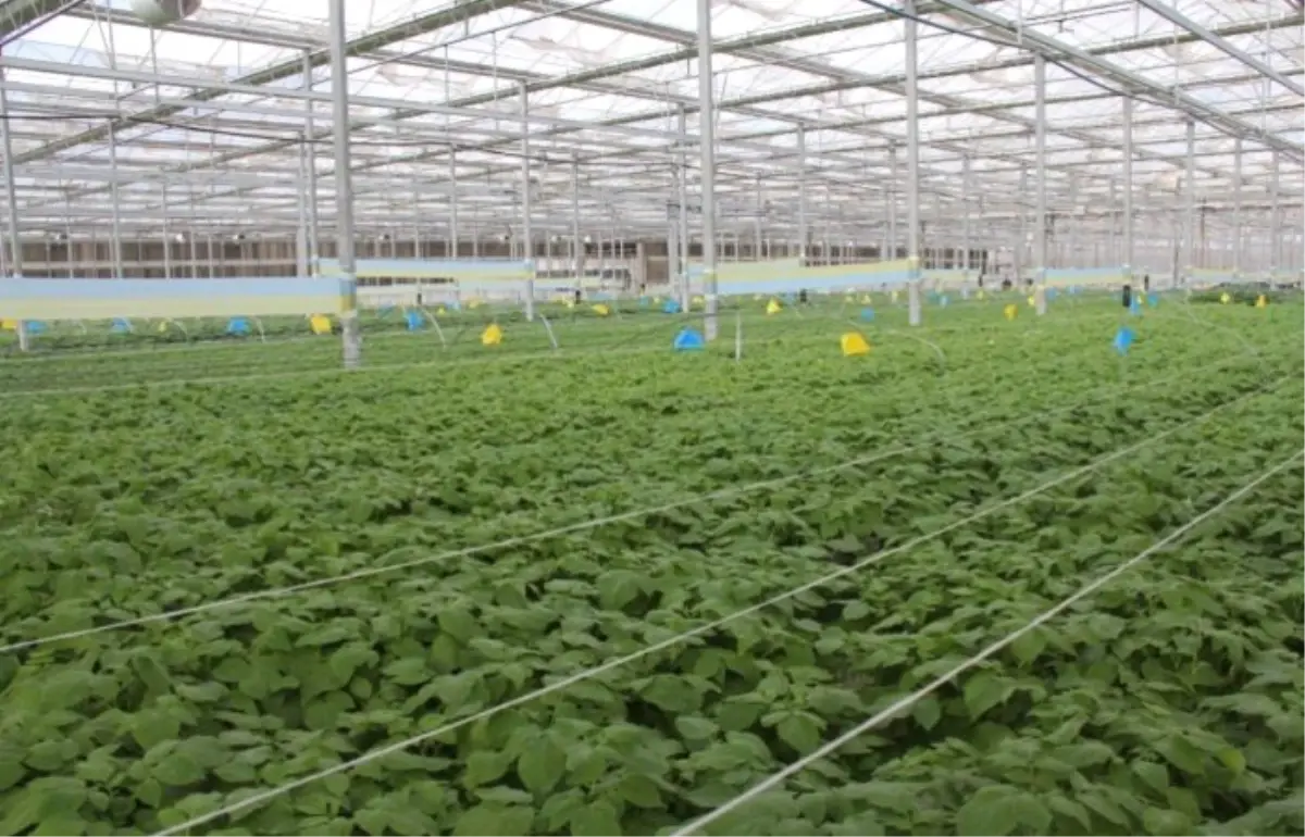 Konya Şeker, hastalıktan ari patates tohumu ile maliyeti 3’te bir azalttı