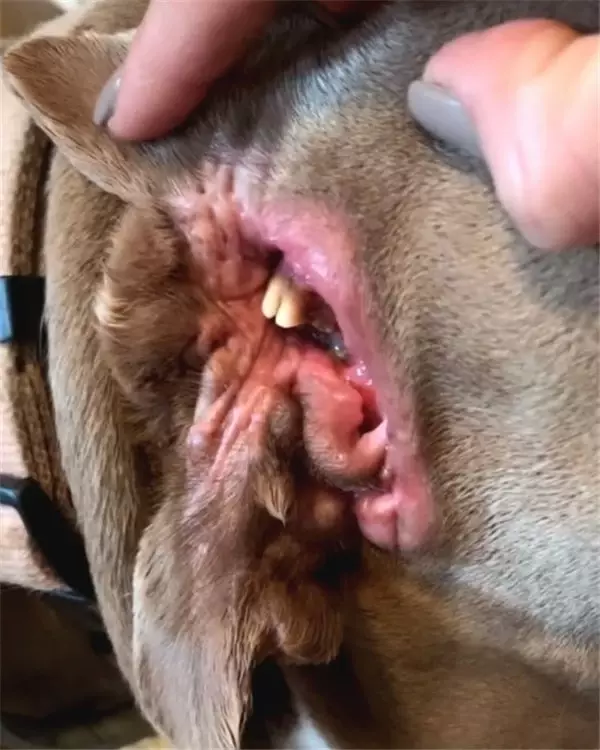 Kulağının Yerinde İkinci Bir Ağız Olan Köpek Bulundu Haberler