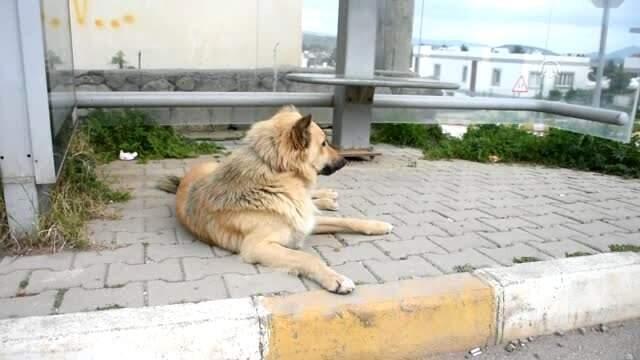 Sahibinin Terk Ettiği Köpek Dolmuş Durağından Ayrılmıyor