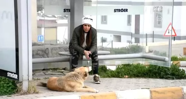 Sahibinin Terk Ettiği Köpek Dolmuş Durağından Ayrılmıyor Sahibinin Terk Ettiği Köpek Dolmuş Durağından Ayrılmıyor