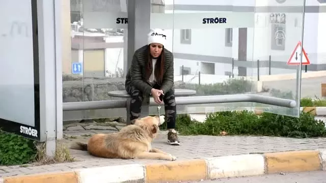 Sahibinin Terk Ettiği Köpek Dolmuş Durağından Ayrılmıyor Sahibinin Terk Ettiği Köpek Dolmuş Durağından Ayrılmıyor