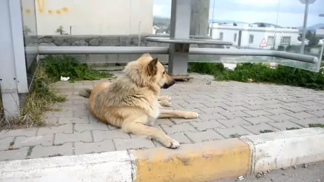 Sahibinin Terk Ettiği Köpek Dolmuş Durağından Ayrılmıyor Sahibinin Terk Ettiği Köpek Dolmuş Durağından Ayrılmıyor