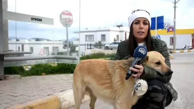 Sahibinin Terk Ettiği Köpek Dolmuş Durağından Ayrılmıyor Sahibinin Terk Ettiği Köpek Dolmuş Durağından Ayrılmıyor