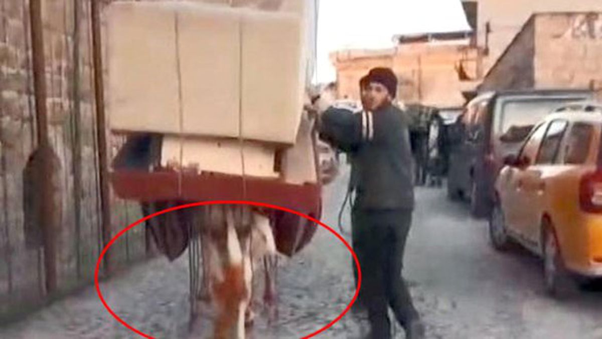 Eziyet Görüntülerinin Ardından Eşeğin Sahibi Konuştu: Eşeğimi Emekli Ediyorum