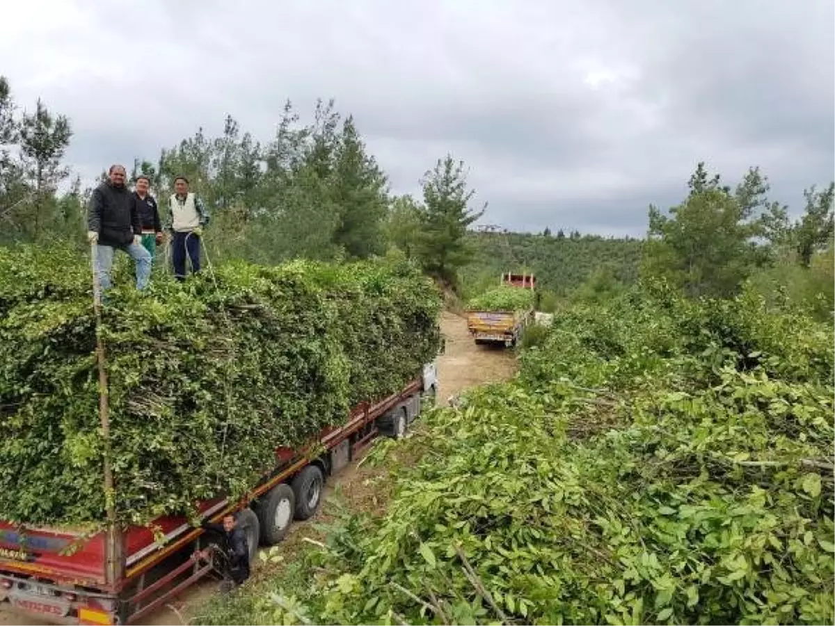 Manavgat'ta 'Yeşil Altın' Defneden Yaklaşık 2 Milyon Lira ...