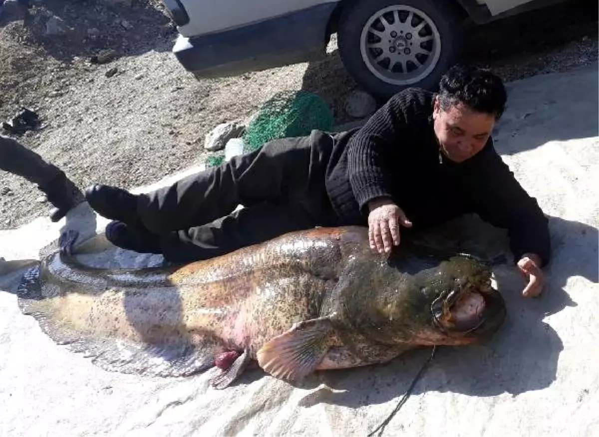 Dev Yayın Balığı Görenleri Şaşırttı