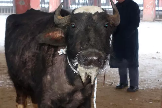 Doğu Anadolu'da Kış