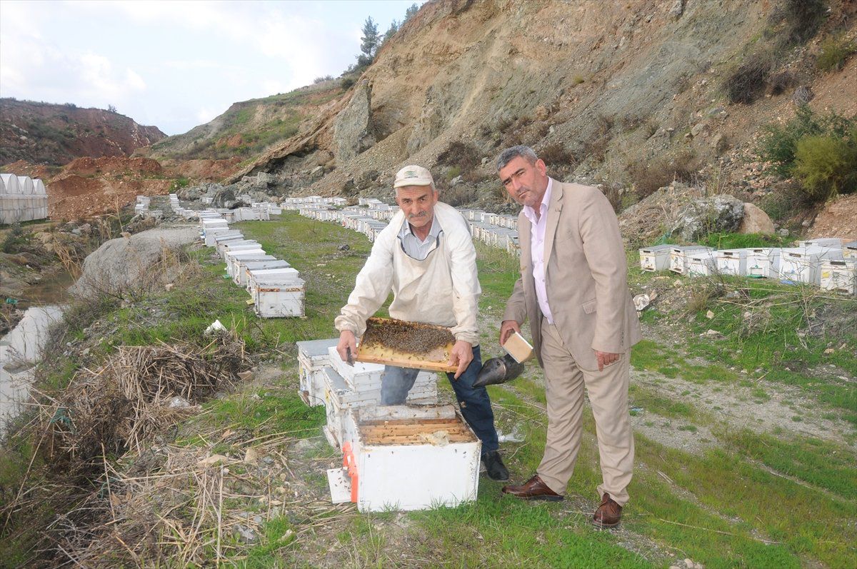 Arı Yetiştiricileri Portakal Çiçeği Balı İçin Kumluca'ya Geliyor