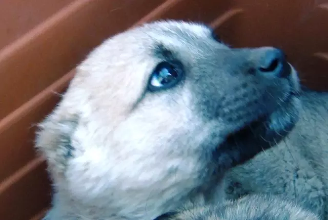 Sokaktaki Yavru Köpeklere Öğrenciler ve Öğretmenler Sahip Çıktı