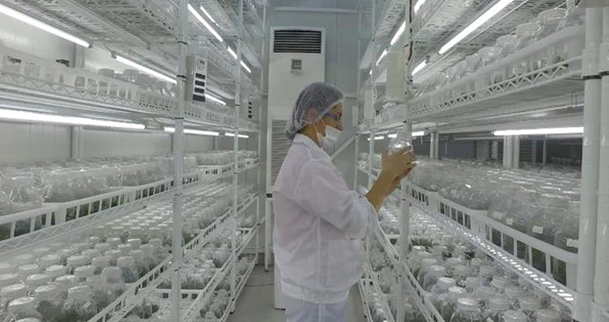 Yalova'da Kurulan Orkide Üretim Merkeziyle Yıllık 15 Milyon Euro Ülkede Kaldı