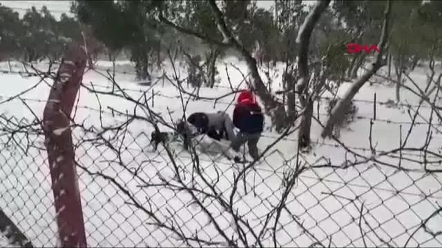 Balıkesir Marmara Adası'nda Kar Yağışı Etkili Oldu Balıkesir Marmara Adası'nda Kar Yağışı Etkili Oldu