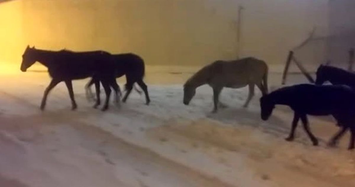 İstanbul'da Başıboş Atlar Kar Altında Sığınacak Yer Aradı
