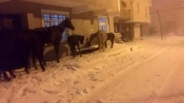İstanbul'da Başıboş Atlar Kar Altında Sığınacak Yer Aradı