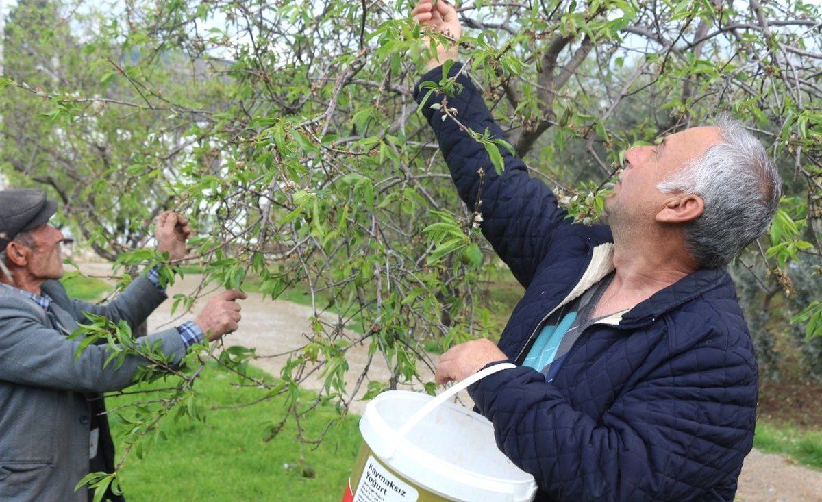 Yılın İlk Hasadı Çağlalar 100 Liradan Alıcı Buluyor