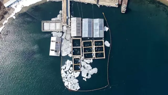 Rusya'daki 'Balina Hapishanesi'ndeki 98 Orka ve Beluga Serbest Kalacak