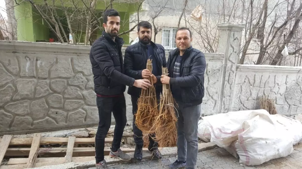 Sason'da İpek Böceği Yetiştiricilerine 2 Bin Adet Dut Fidanı Dağıtıldı