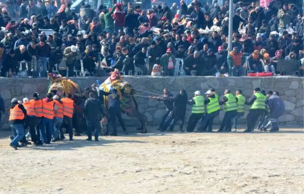 Ayvacık'ta 3'üncü Deve Güreşi Festivali Yapıldı